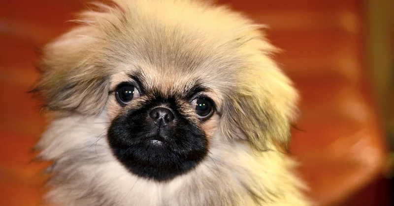Pekinese oder Pekingese: die Sache mit dem Namen