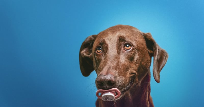 Paarungsverhalten bei Hunden: So erkennen Sie die Signale richtig