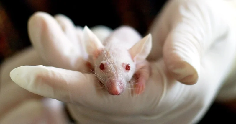 Wie wird das Eigenbrauer-Syndrom getestet?